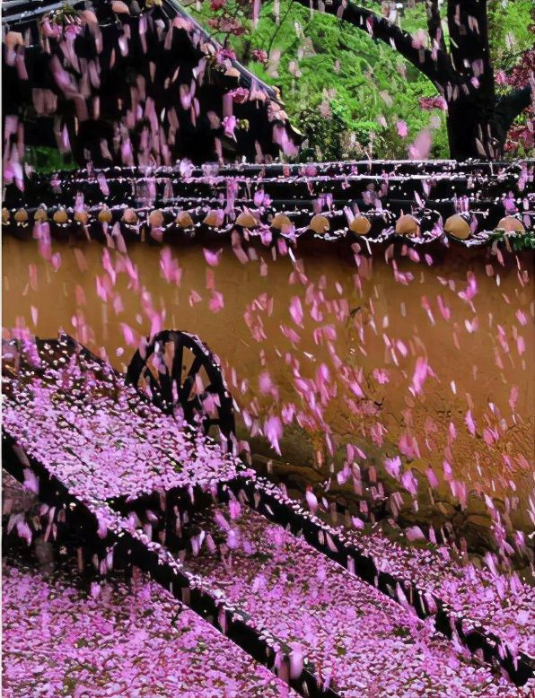抖音落花什么歌_有首抖音歌叫什么落花_抖音很火的一首带落花的歌