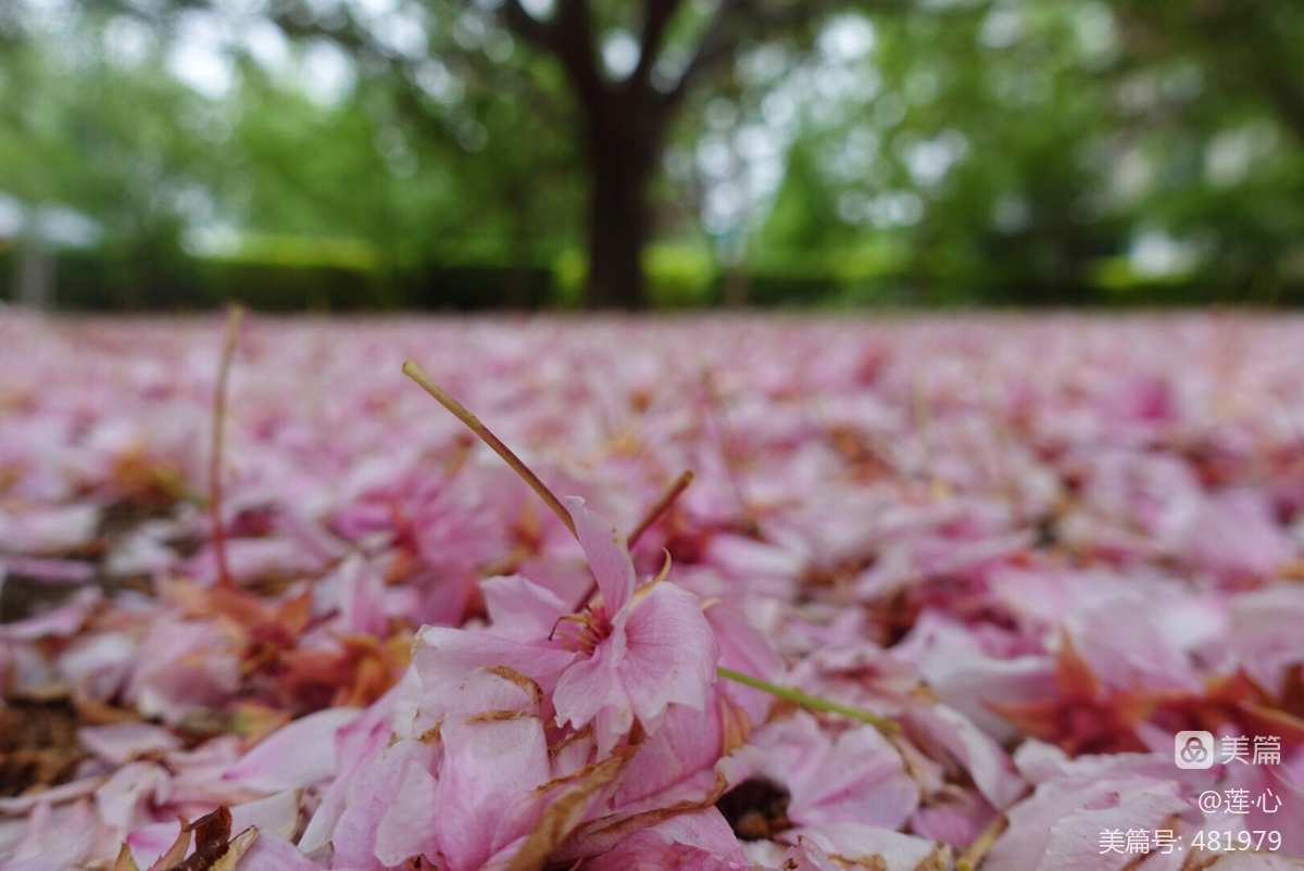 抖音很火的一首带落花的歌_有首抖音歌叫什么落花_抖音落花什么歌
