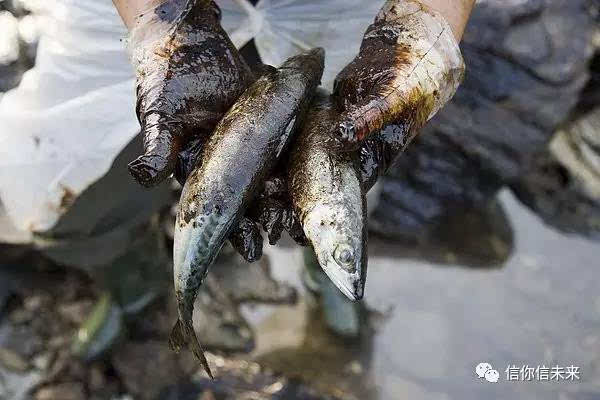 拯救小鱼_小鱼拯救队_小鱼拯救视频游戏