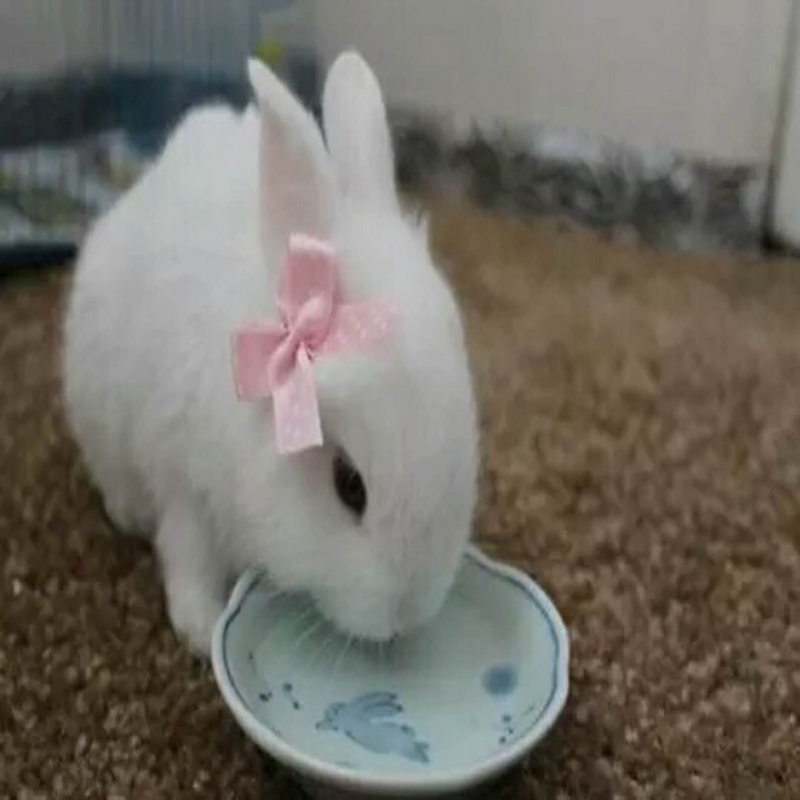 兔年祝福语_兔年是哪几年生的_那些年那些兔