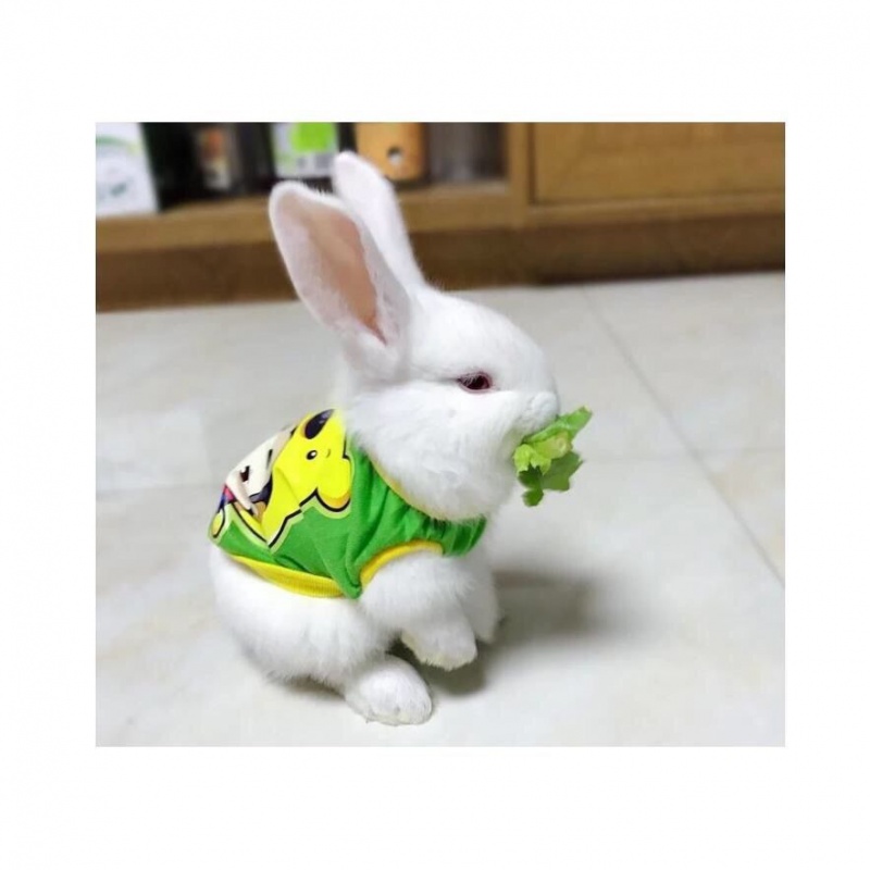 兔年祝福语_兔年是哪几年生的_那些年那些兔