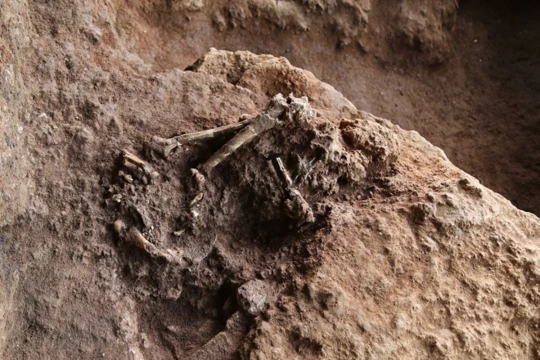 吸血鬼幸存者埋骨地_埋骨地鲜花盛开的地方_埋骨地