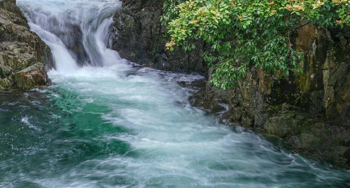 溪流中的水水獭，可爱生活