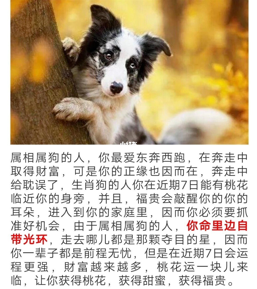 酷狗生肖传说_十二生肖传奇狗生肖_酷狗是什么生肖