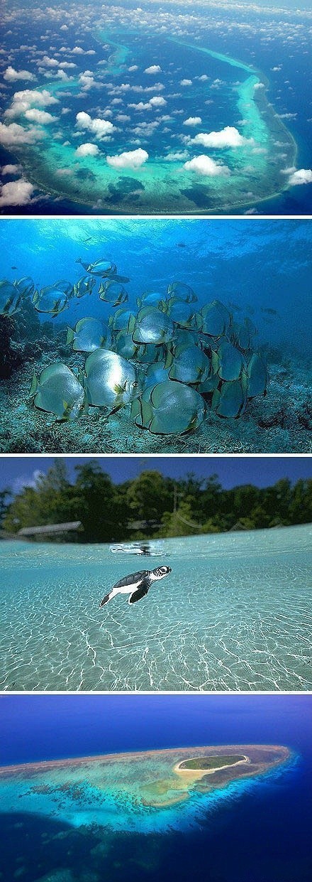 金苹果群岛的游戏玩法_金苹果群岛_金苹果群岛里面的活动怎么玩