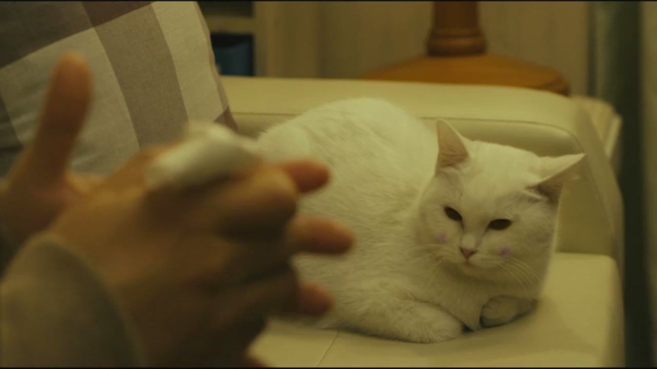 猫咪影院_喵咪影片_猫咪影院页面更新自动转跳