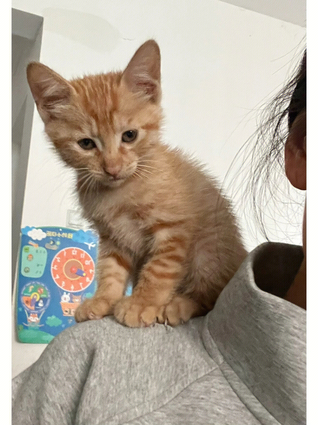 七喵乐园:我家的小猫咪趣事大揭秘 七喵乐园:我家的小猫咪趣事大揭秘