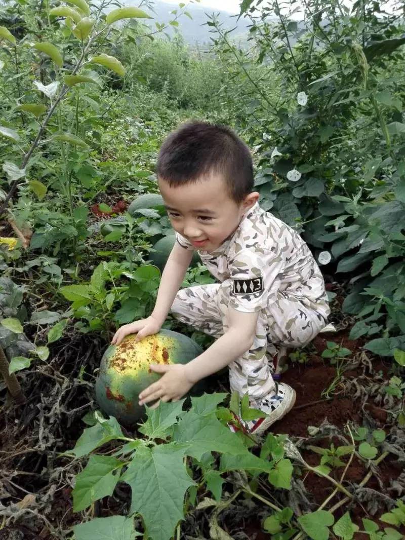 正版西瓜赚钱文化游戏有哪些_西瓜游戏叫啥_西瓜文化赚钱游戏正版