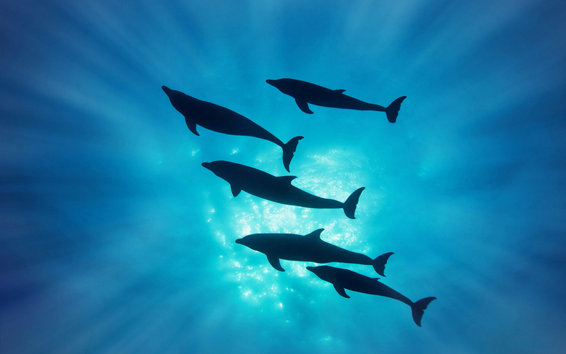 海洋求生_求生海洋小说_海洋求生游戏手机游戏