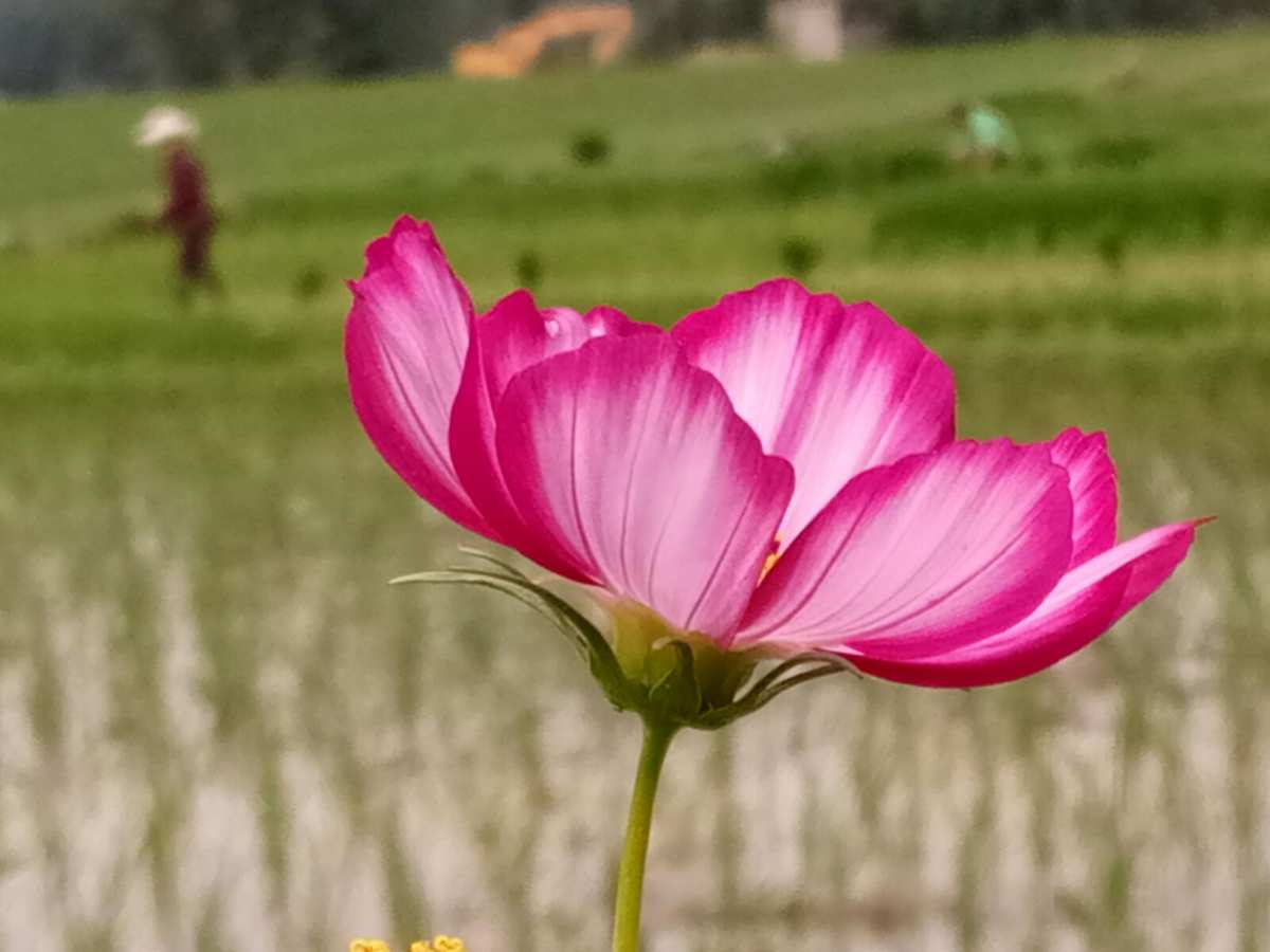 花再美也不想要_想要花花_想要花的句子