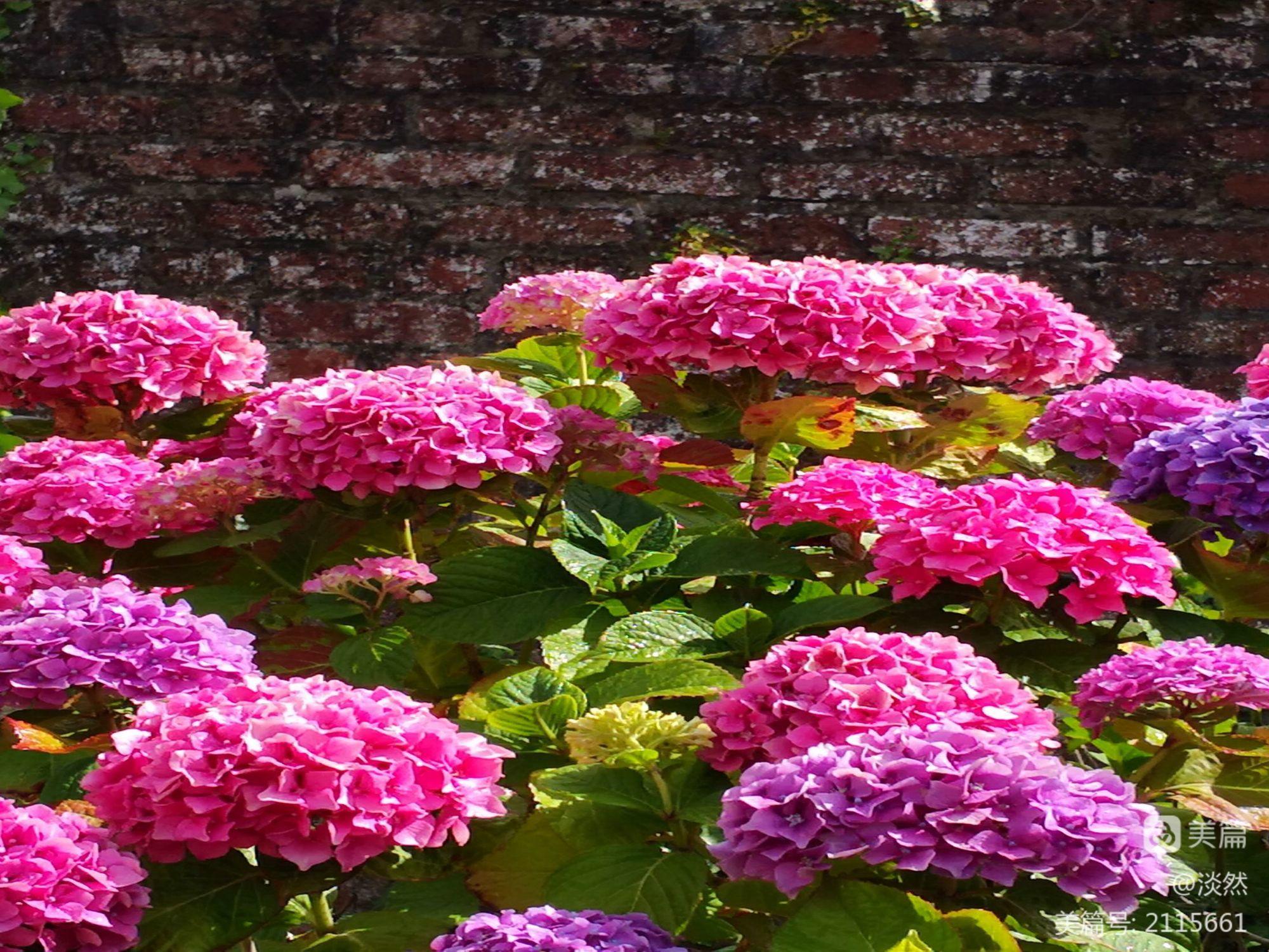 花再美也不想要_想要花的句子_想要花花