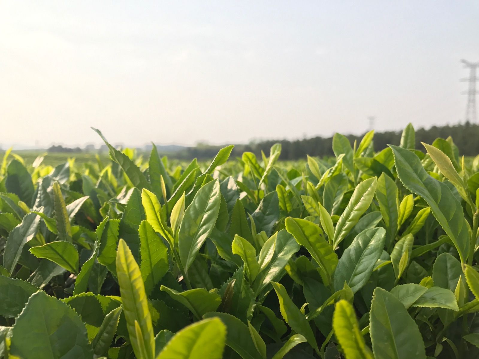 病娇模拟器_樱花校园模拟器中文版下载_绿茶模拟器