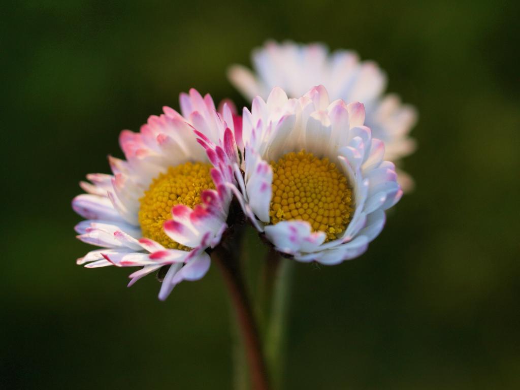 如花其实不如花_恋心如花俏绚烂各线_恋心如花悄绚烂