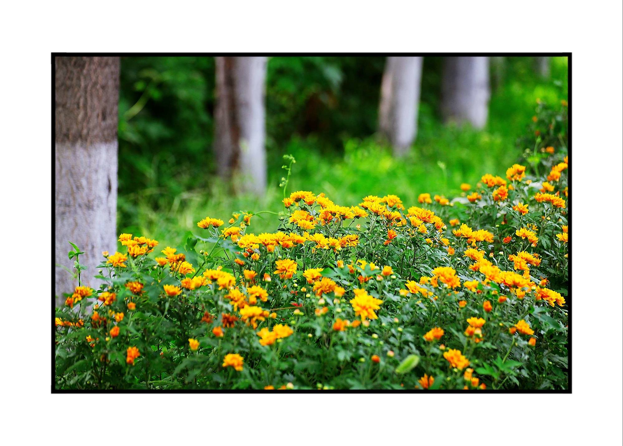 秋野花_野花秋天开吗_野花秋天怎么样