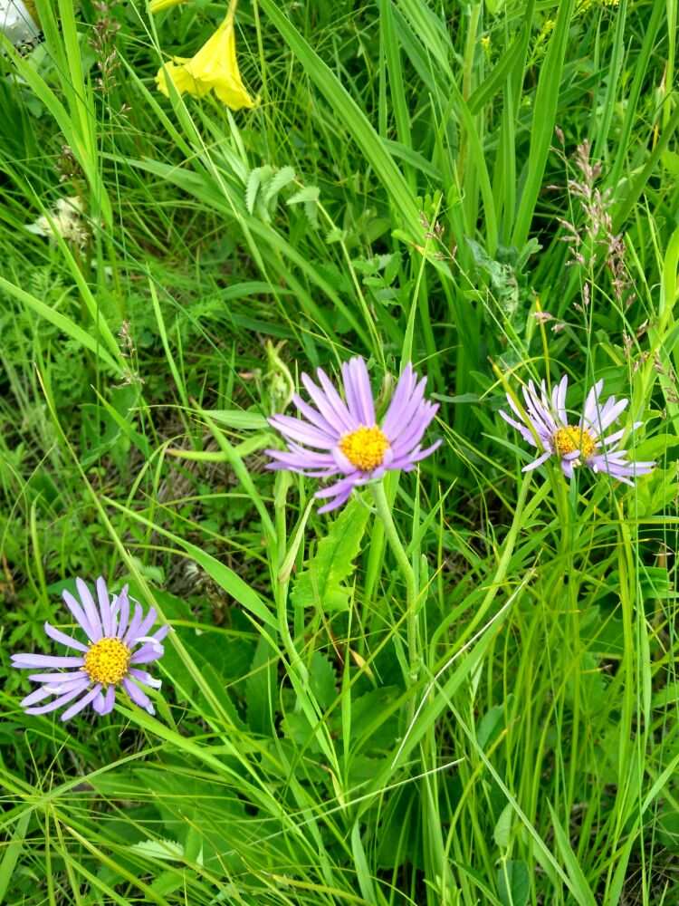 秋野花_野花秋天怎么样_野花秋天开吗