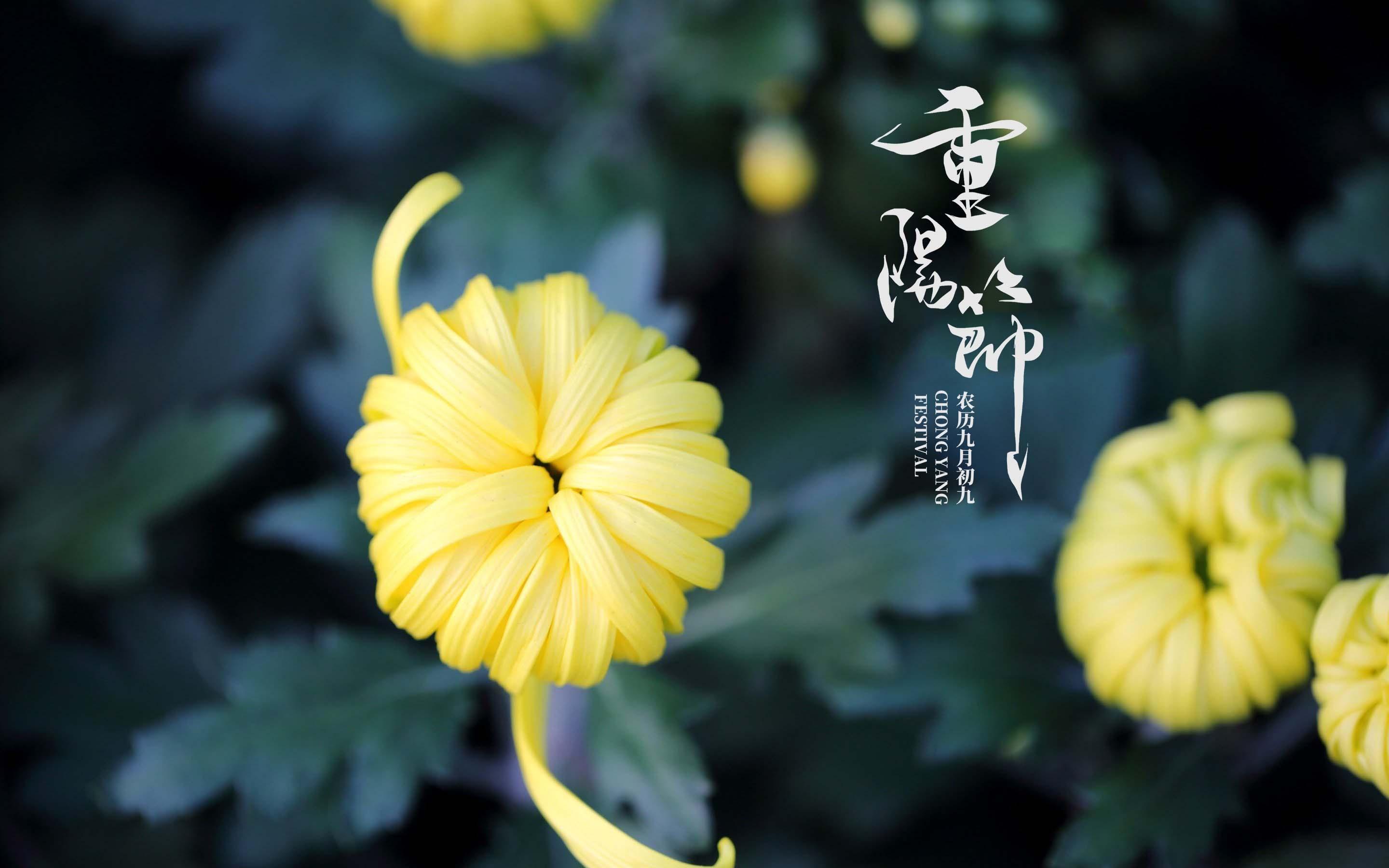 重阳节是撒节日_重阳节是什么节日_重阳节日是什么节日