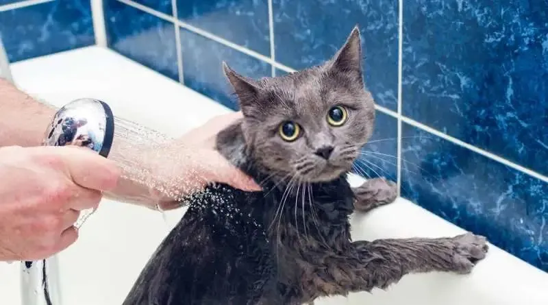 小猫洗澡手机游戏-小猫洗澡,温水与温暖心态的秘诀 小猫洗澡手机游戏-小猫洗澡,温水与温暖心态的秘诀