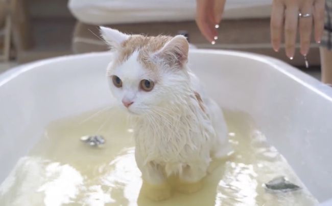 给小猫洗澡刷牙的游戏_小猫洗澡手机游戏_给小猫洗澡的游戏叫什么名字