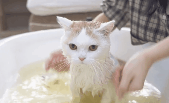 给小猫洗澡的游戏叫什么名字_小猫洗澡手机游戏_给小猫洗澡刷牙的游戏