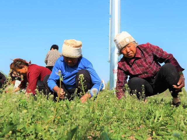手机种植农作物游戏_一款种植农作物的游戏_作物2020游戏