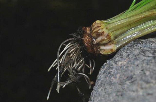 菊虫化石图片_菊虫阴阳师值得培养吗_於菊虫