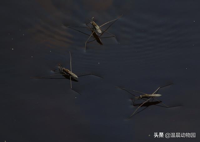 菊虫化石图片_菊虫阴阳师值得培养吗_於菊虫