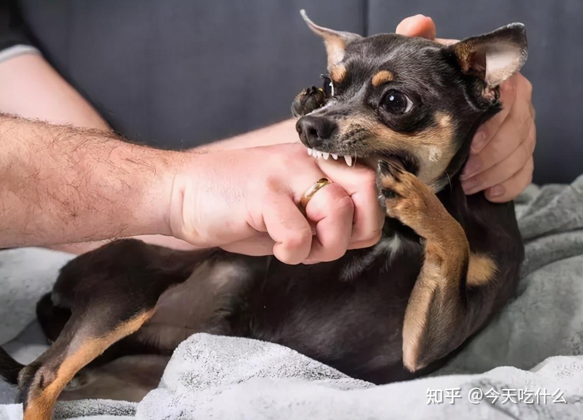 牙吠连者_牙吠连者_牙吠连者