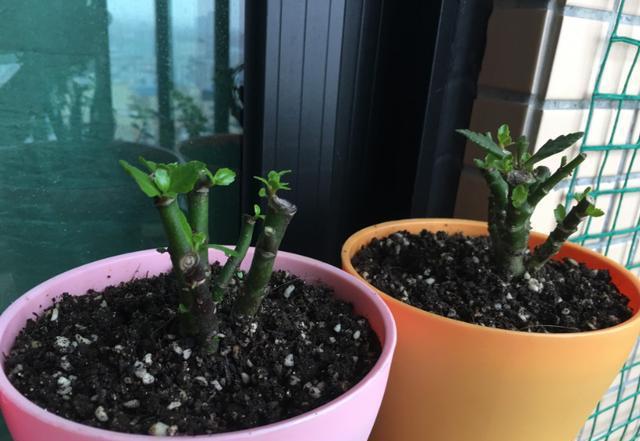 养花卖花手机游戏_养花游戏手机游戏_养花游戏赚钱