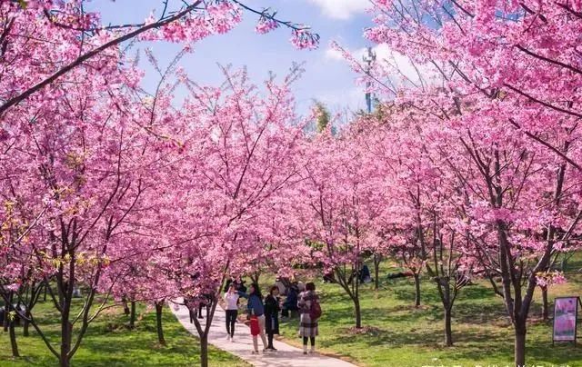 夏目残夏-炎炎夏日，大学校园的三大精彩时刻