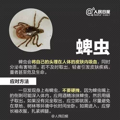双盘吸虫_盘吸虫对人体的危害_胰阔盘吸虫