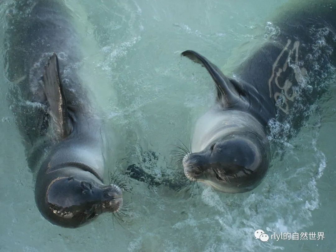 国际海豹日_海豹国际安保公司_海豹国际日