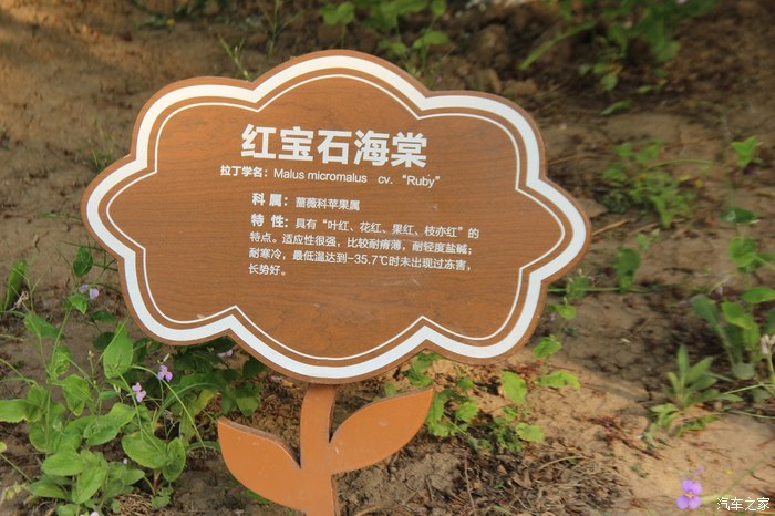 野生植物手机版游戏-野生植物手机游戏：探索自然奇妙世界，互动学习体验