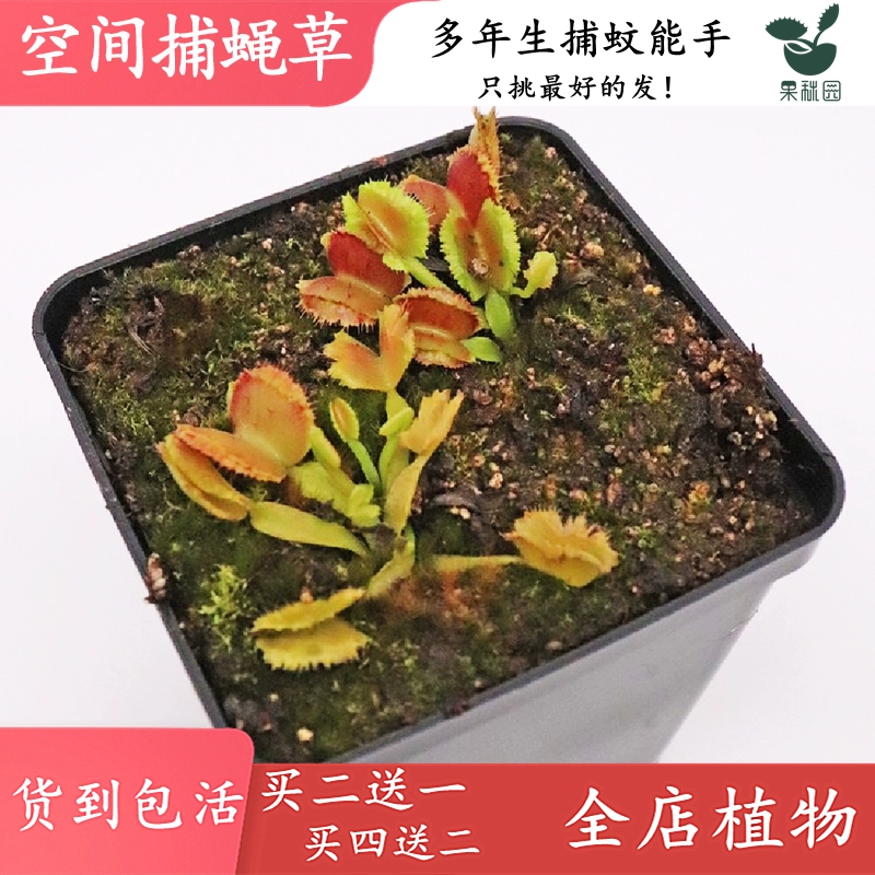 野生植物图鉴_野生植物大全名字和资料_野生植物手机版游戏