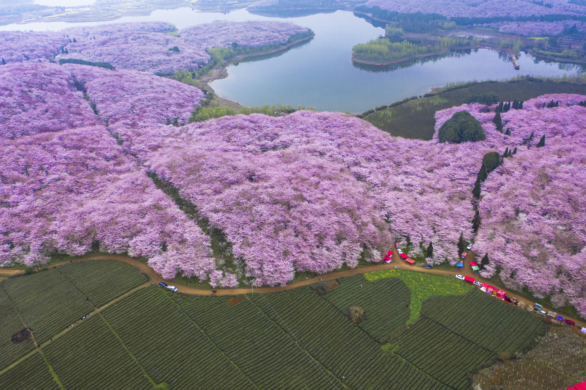 樱花游戏_樱花游戏安卓_樱花游戏樱花手机