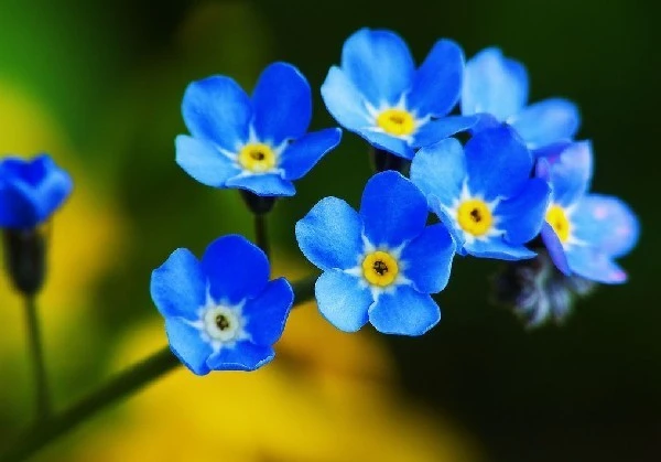 茶花动漫发行页_茶花动漫_茶花动漫图