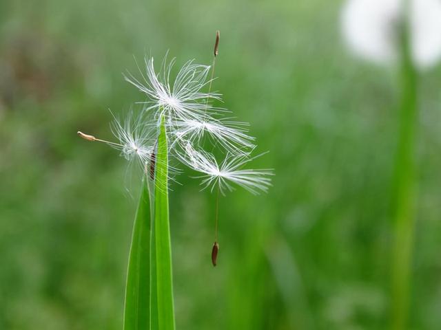 幸运草种子图片_种子图片_种子图片大全图植物