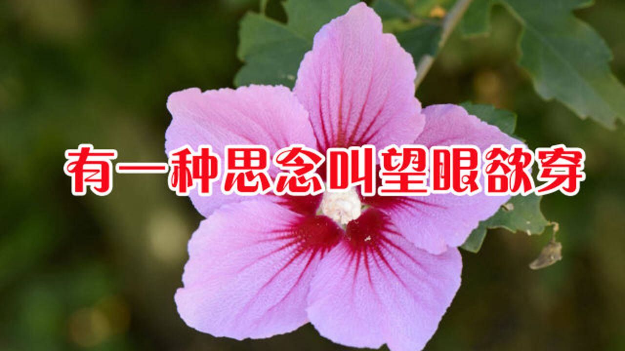 端午节古诗4句-端午节：古诗中的深情与思念，让你感受传统韵味