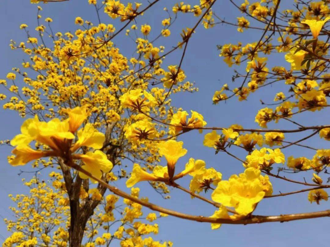 樱舞落花恋模样樱花怎么选择线_樱舞落花恋模样几个结局_樱舞落花恋模样