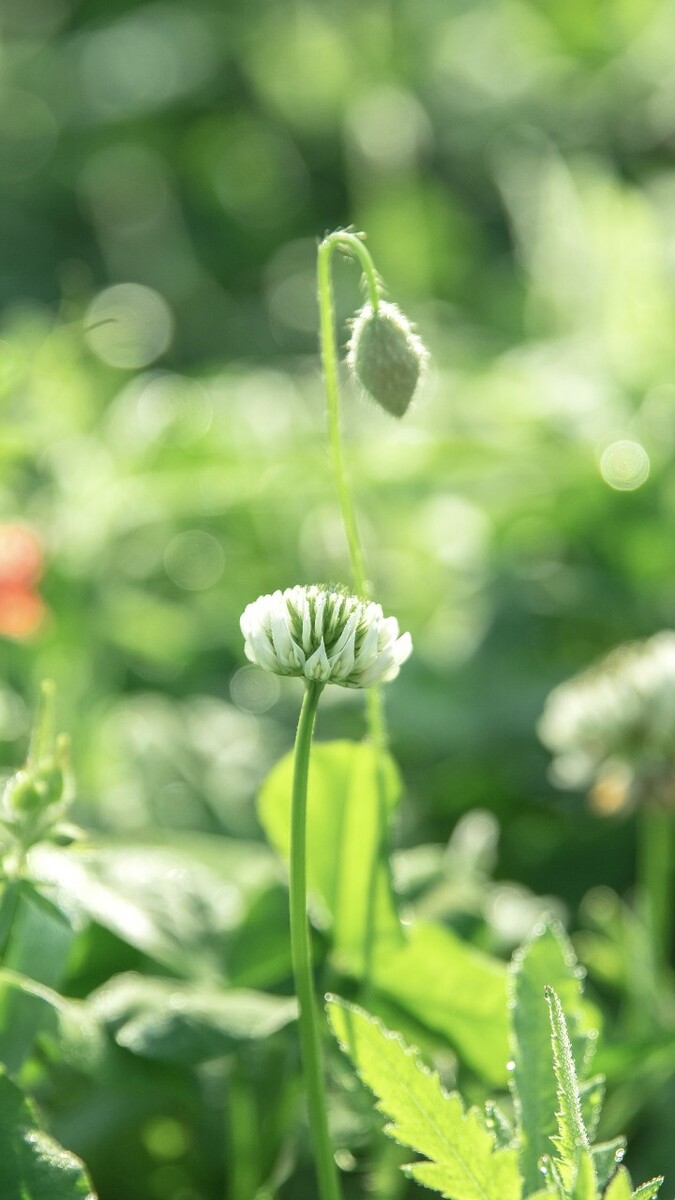 花园版手机游戏推荐_手机游戏花园_游戏花园手机版