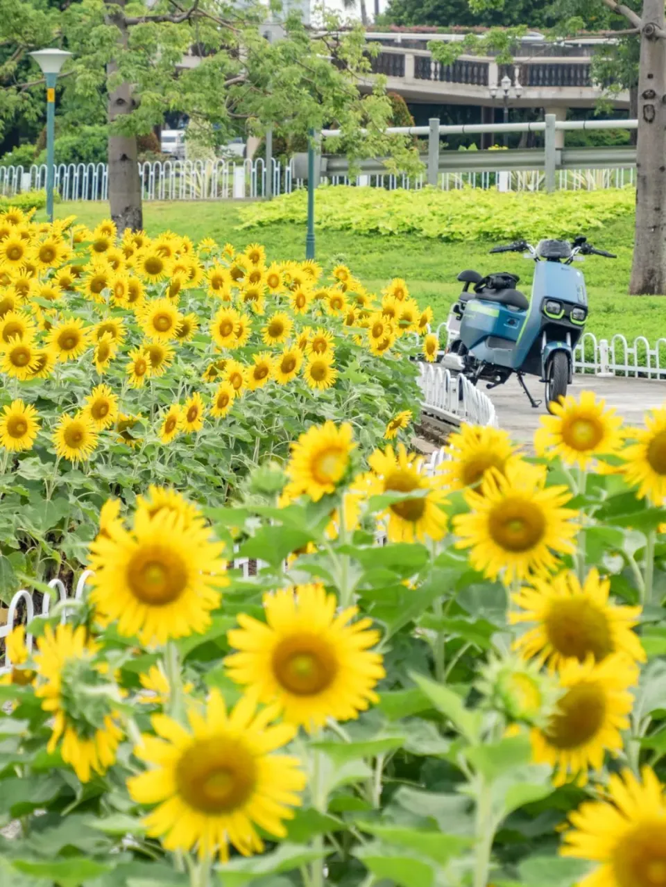 游戏花园手机版_手机游戏花园_花园版手机游戏推荐