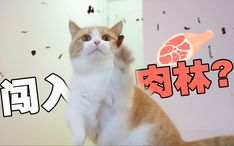 饥饿的猫游戏 