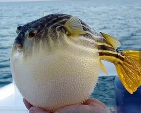 河豚视频剪辑 