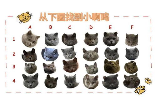 猫猫头弹球 