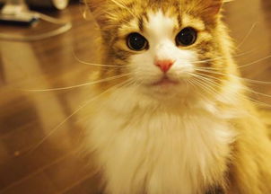 饥饿的猫游戏 饥饿的猫游戏