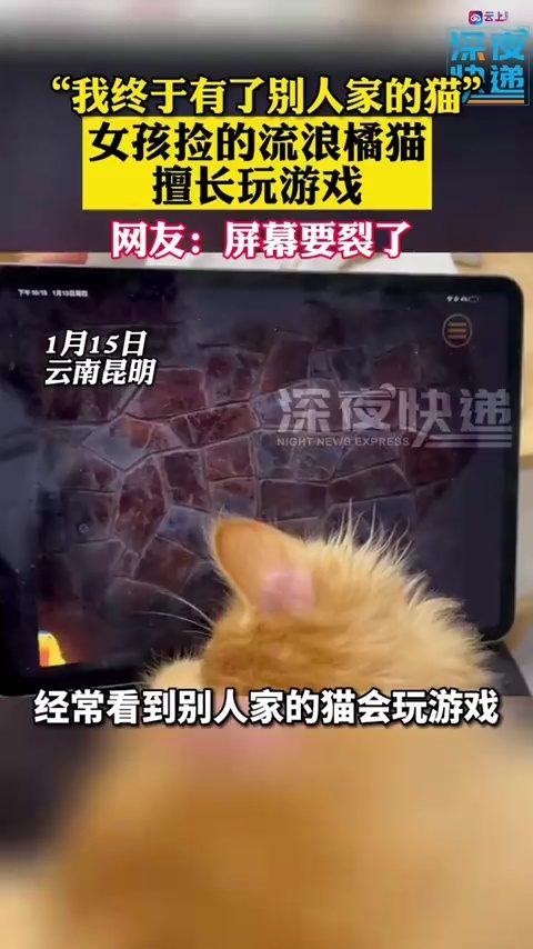 猫咪的五夜后宫 