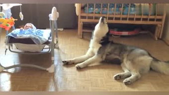 自宅警备员游戏二次元 